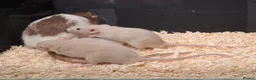 Rat rodents for sale: Baby Dumbo Rat's, various types  - Advert 36