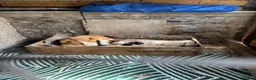 Mixed Breed dogs for sale: Collie  in Caernarfon - Advert 11