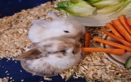Mixed Breed rabbits for sale: 3 mini lop baby rabbits for sale  - Image 2