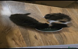 Domestic Shorthair cats for sale: 4 gorgeous kittens for sale ❤️ - Advert 5