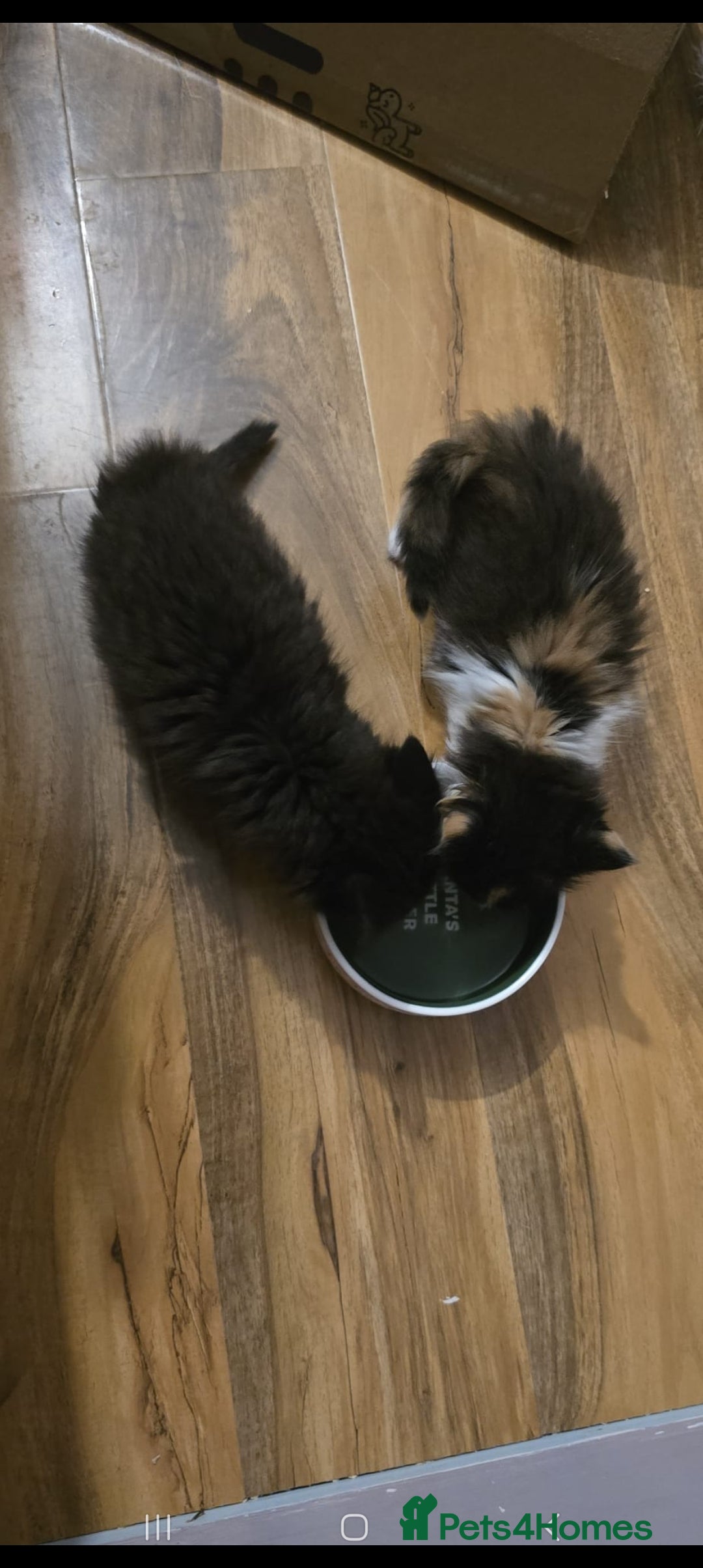 Domestic Shorthair cats for sale: 4 gorgeous kittens for sale ❤️ - Advert 5