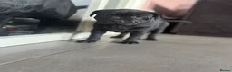 Staffordshire Bull Terrier dogs for sale: NOW READY! Pharaon X Piro X Bill Champion pups - Advert 20