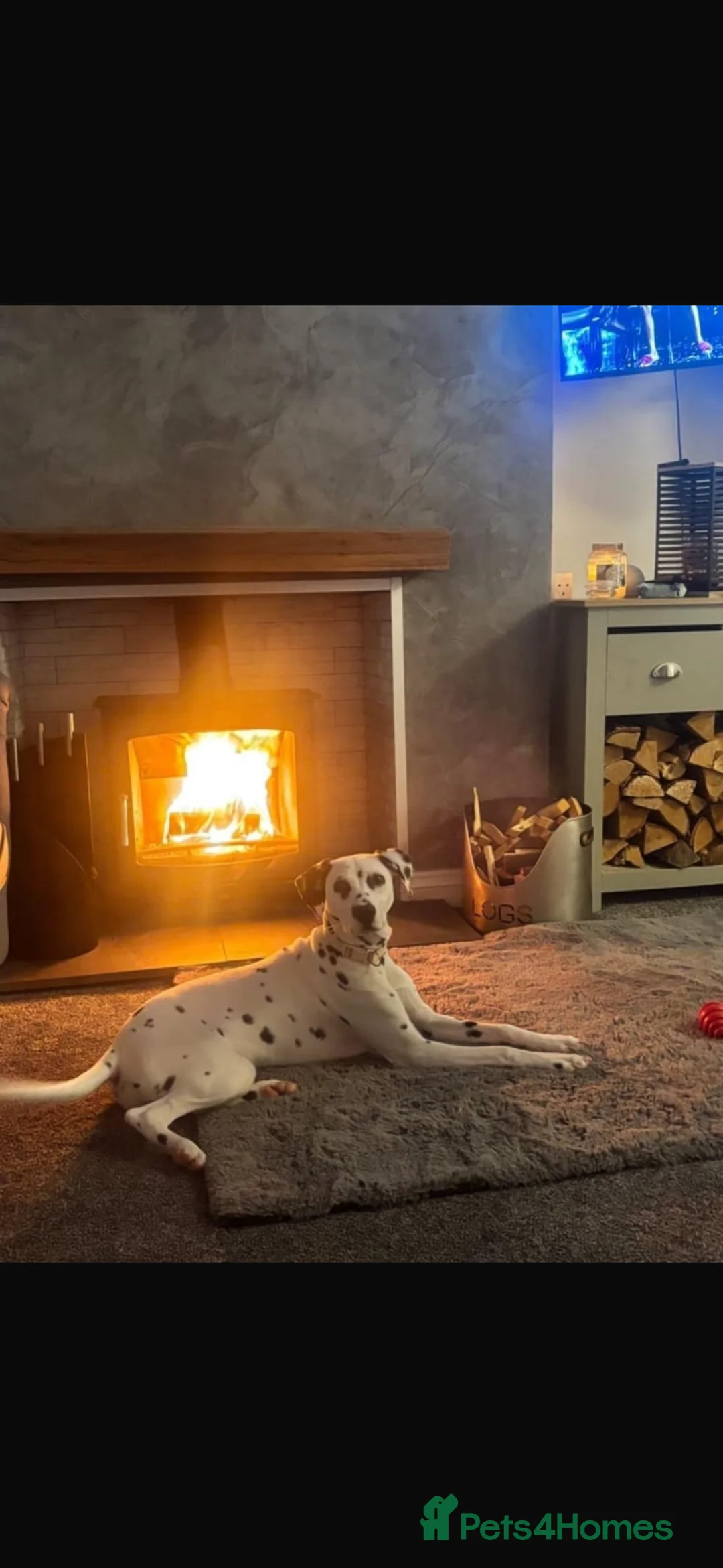 Dalmatian dogs for sale: Dalmatian Puppy For Sale - Advert 2