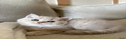 British Shorthair cats for sale: Chunky beautiful British short hair kittens  - Advert 7