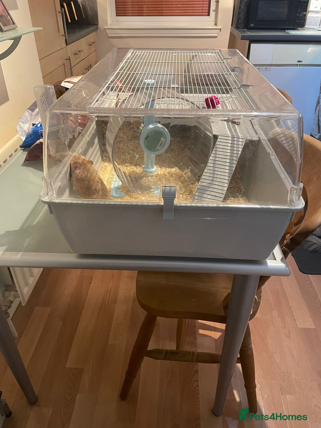 Hamster rodents for sale: Syrian Hamster for sale! - Advert 5