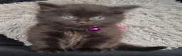 Mixed Breed cats for sale: Beautiful kittens  - Advert 20