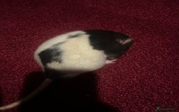 Rat rodents for sale: Rats brothers - Image 3
