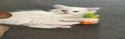 Mixed Breed cats for sale: Mixed breed Turkish Angora (mum) kittens  - Advert 17
