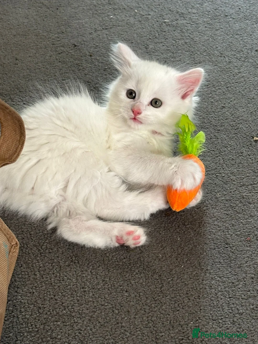 Mixed Breed cats for sale: Mixed breed Turkish Angora (mum) kittens  - Advert 17