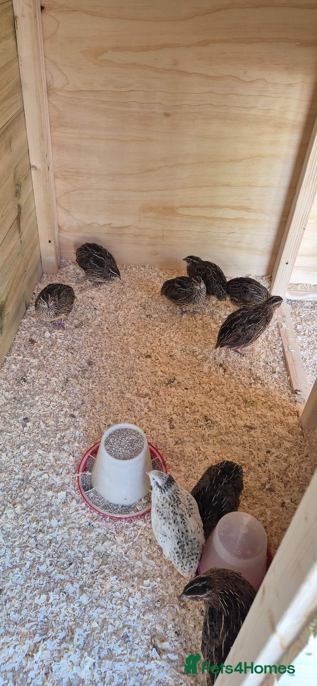 Mixed Breed birds for sale: Jumbo coturnix quails  - Advert 2