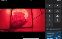 Cocker Spaniel dogs for sale: Hereditary clear working cocker spaniels - Image 15