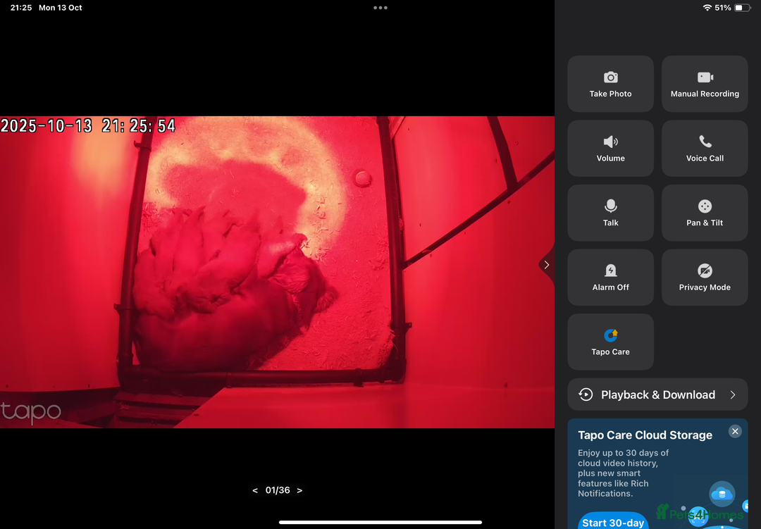 Cocker Spaniel dogs for sale: Hereditary clear working cocker spaniels - Image 15