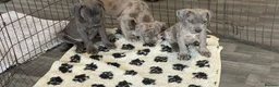 Cane Corso dogs for sale: Cane corso pups ready now  in Dereham - Advert 5