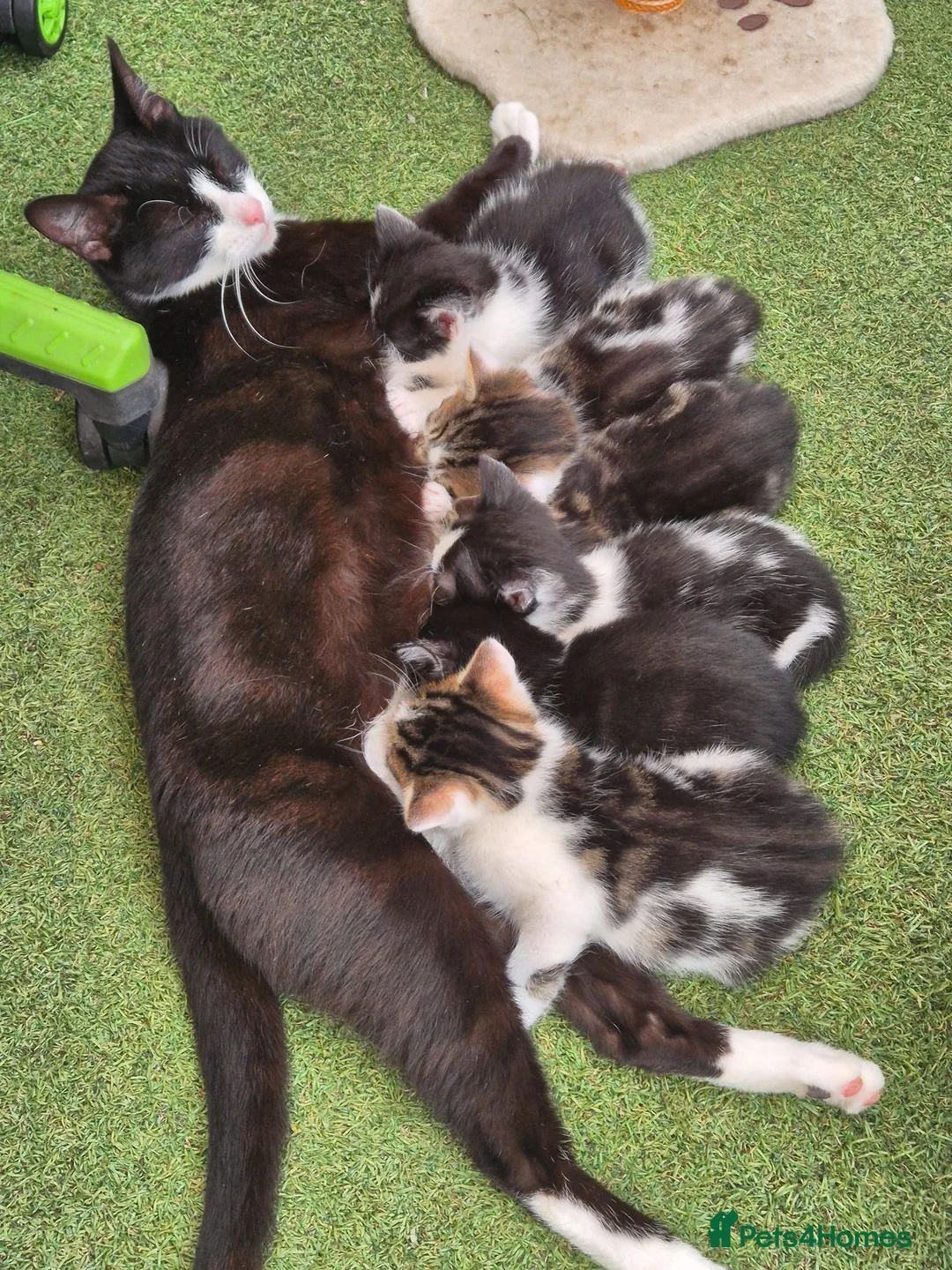 Mixed Breed cats for sale: Lovely kitten looking for new home  - Advert 8