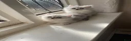 Persian cats for sale: beautiful pure bred Persian kittens - Advert 1