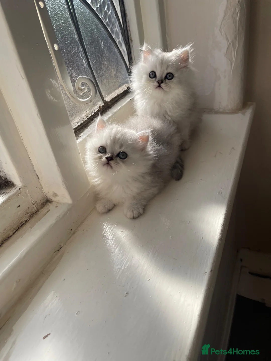 Persian cats for sale: beautiful pure bred Persian kittens - Advert 1