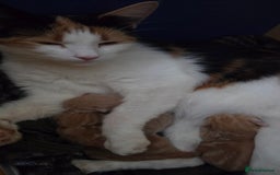Mixed Breed cats for sale: Beautiful kittens - Image 3
