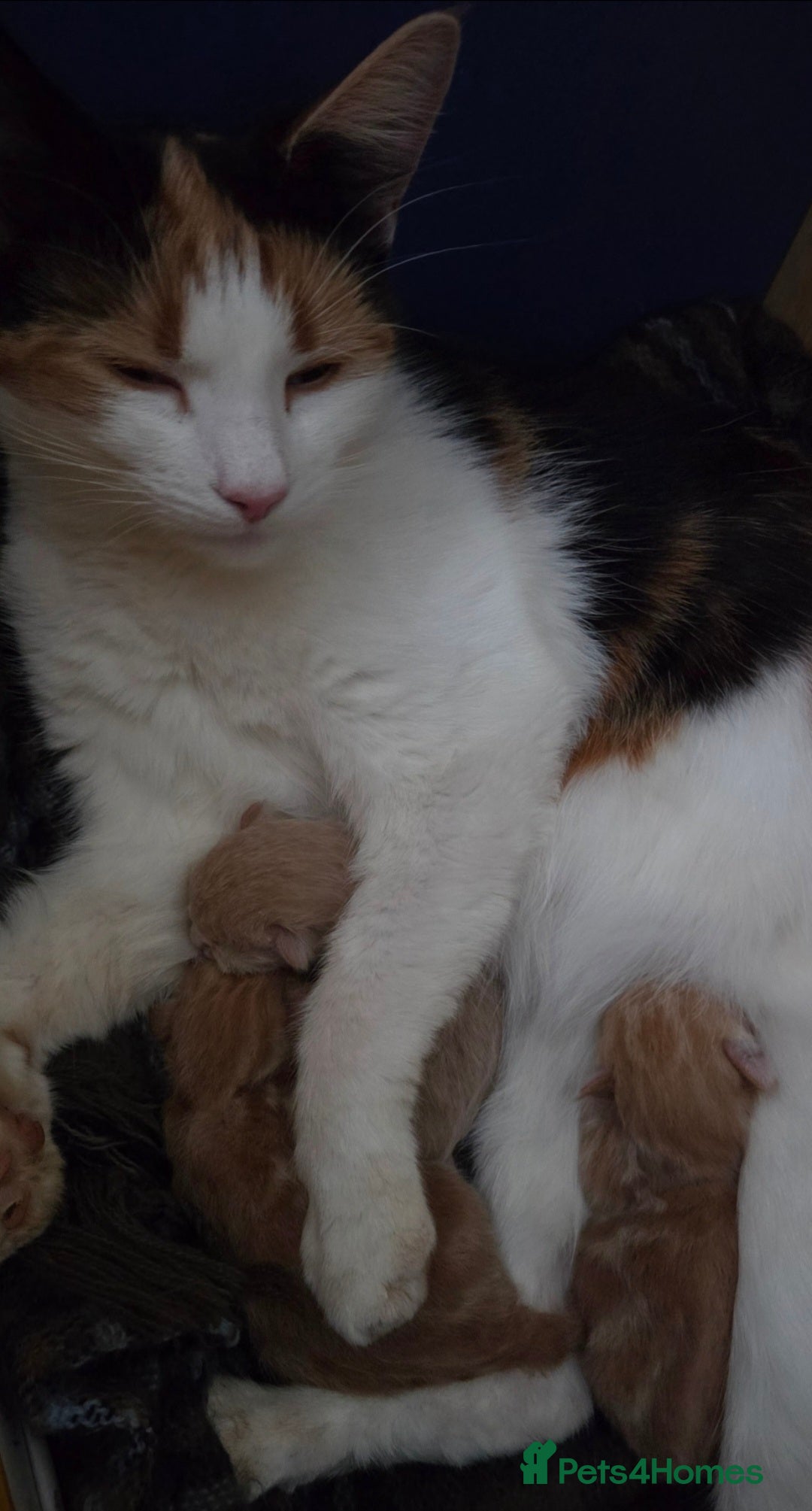 Mixed Breed cats for sale: Beautiful kittens - Image 3