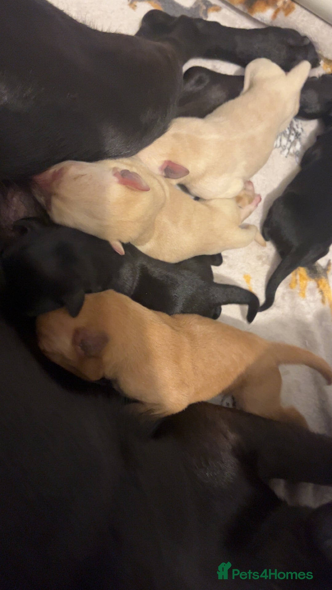 Labrador Retriever dogs for sale: Most beautiful litter of Labradors  - Image 6