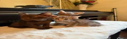 Oriental cats for sale: GCCF Oriental Kittens  - Advert 9