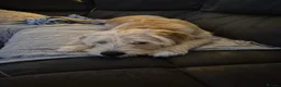 Mixed Breed dogs for sale: Labrador x Cavachon Seeking Loving Forever Home  in Swansea - Advert 1