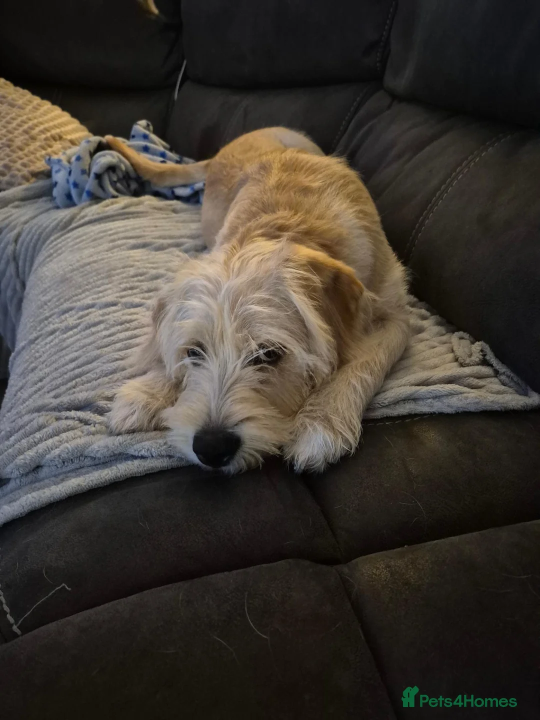 Mixed Breed dogs for sale: Labrador x Cavachon Seeking Loving Forever Home  in Swansea - Advert 1