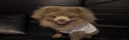 Pomeranian dogs for sale: Antonio / Tonio - Advert 14