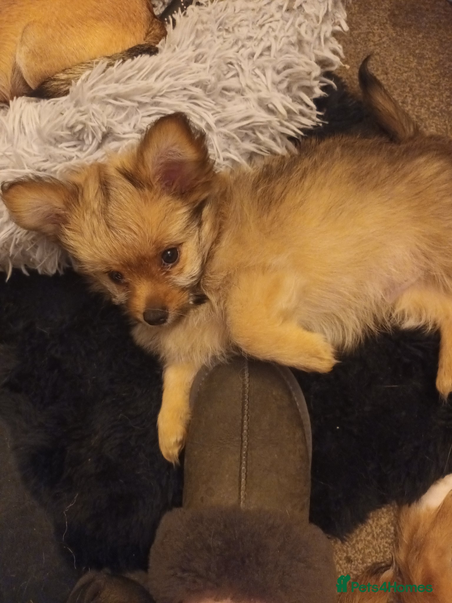 Mixed Breed dogs for sale: Adorable fluffy lasapom - Advert 9