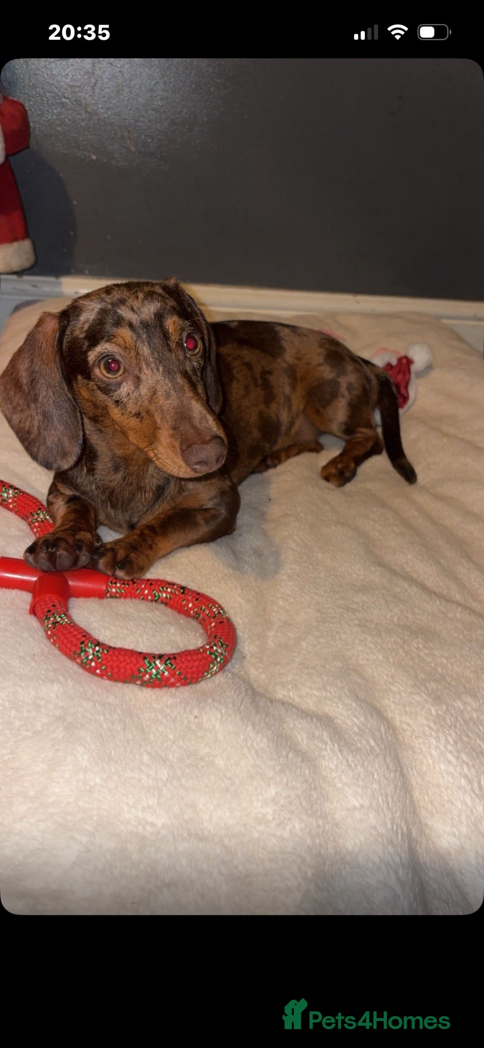 Dachshund dogs Dachshund puppies - Advert 1