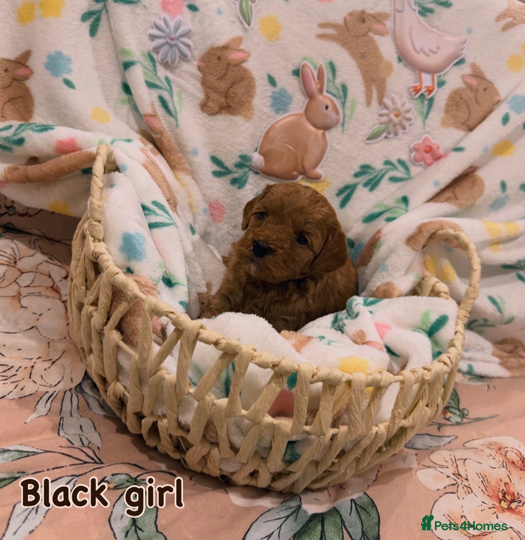 Cavapoo dogs for sale: Cavapoos 5 star licensed breeder - Advert 5