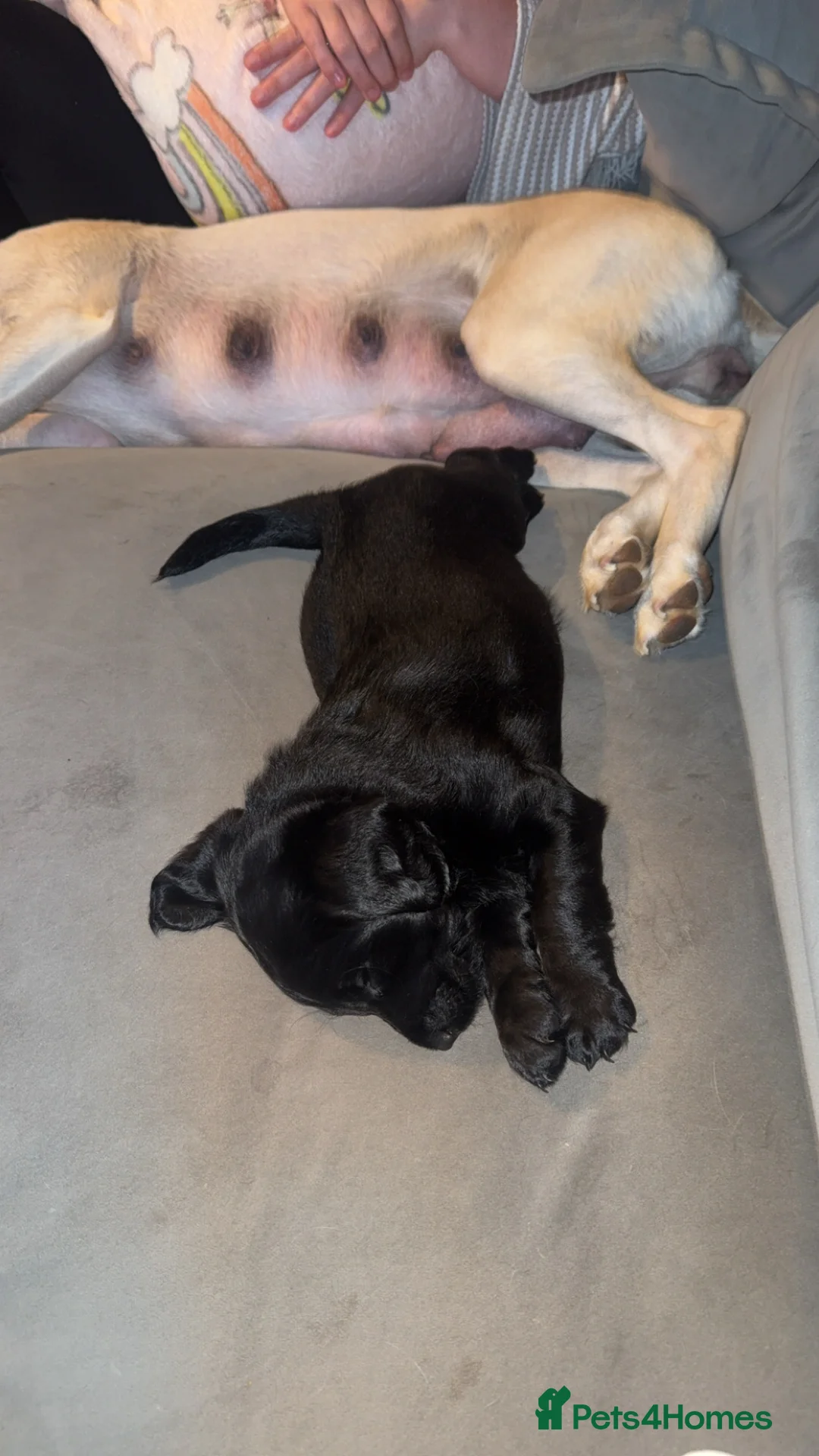 Labradoodle dogs for sale: Quality F1 miniature merle labradoodles  - Advert 25