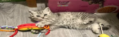 British Shorthair 1