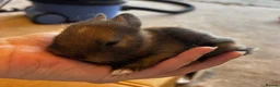 Mixed Breed rabbits for sale: Beautiful Baby Rabbits – Two Lovely Litters - Advert 4