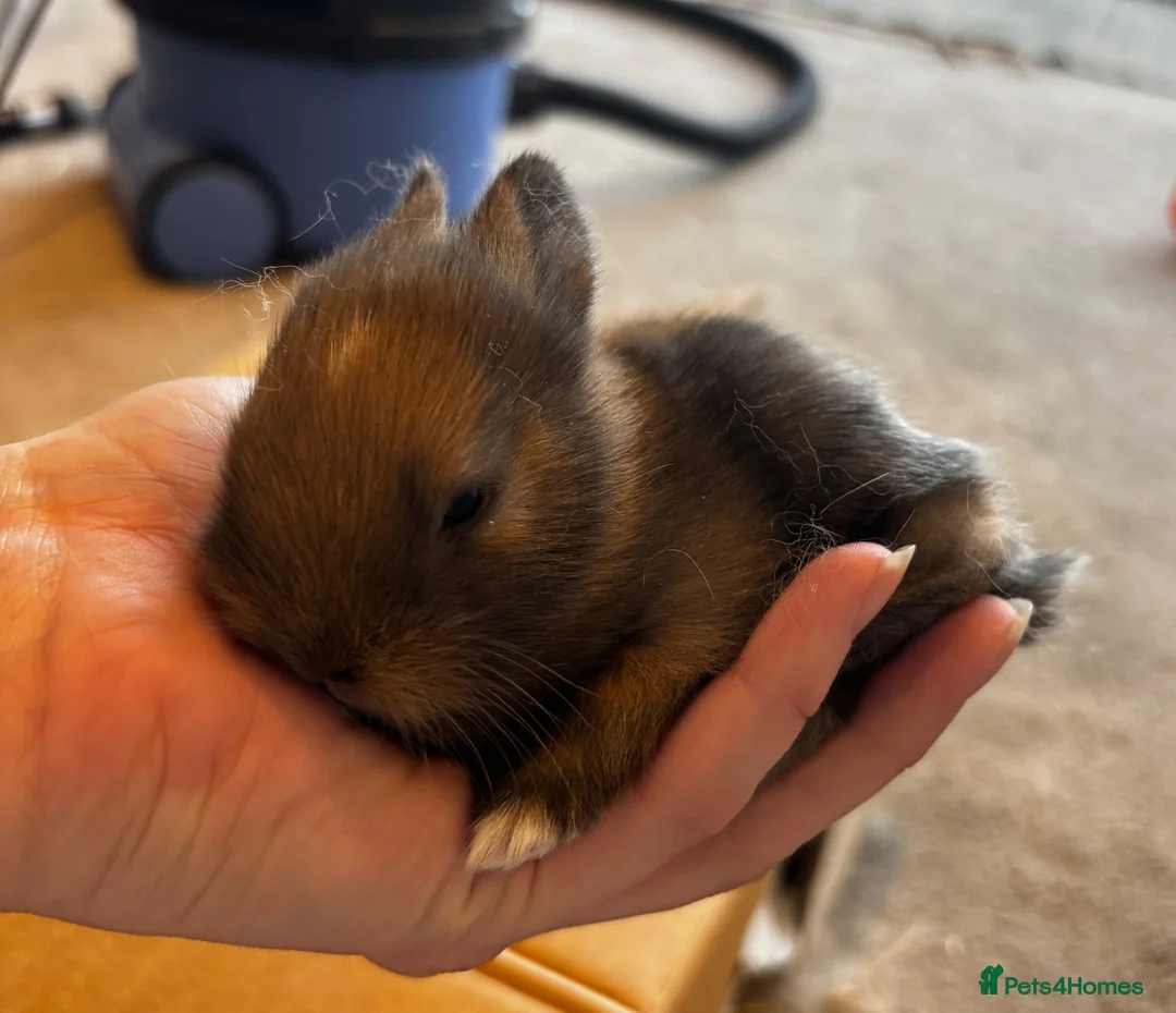 Mixed Breed rabbits for sale: Beautiful Baby Rabbits – Two Lovely Litters - Advert 4