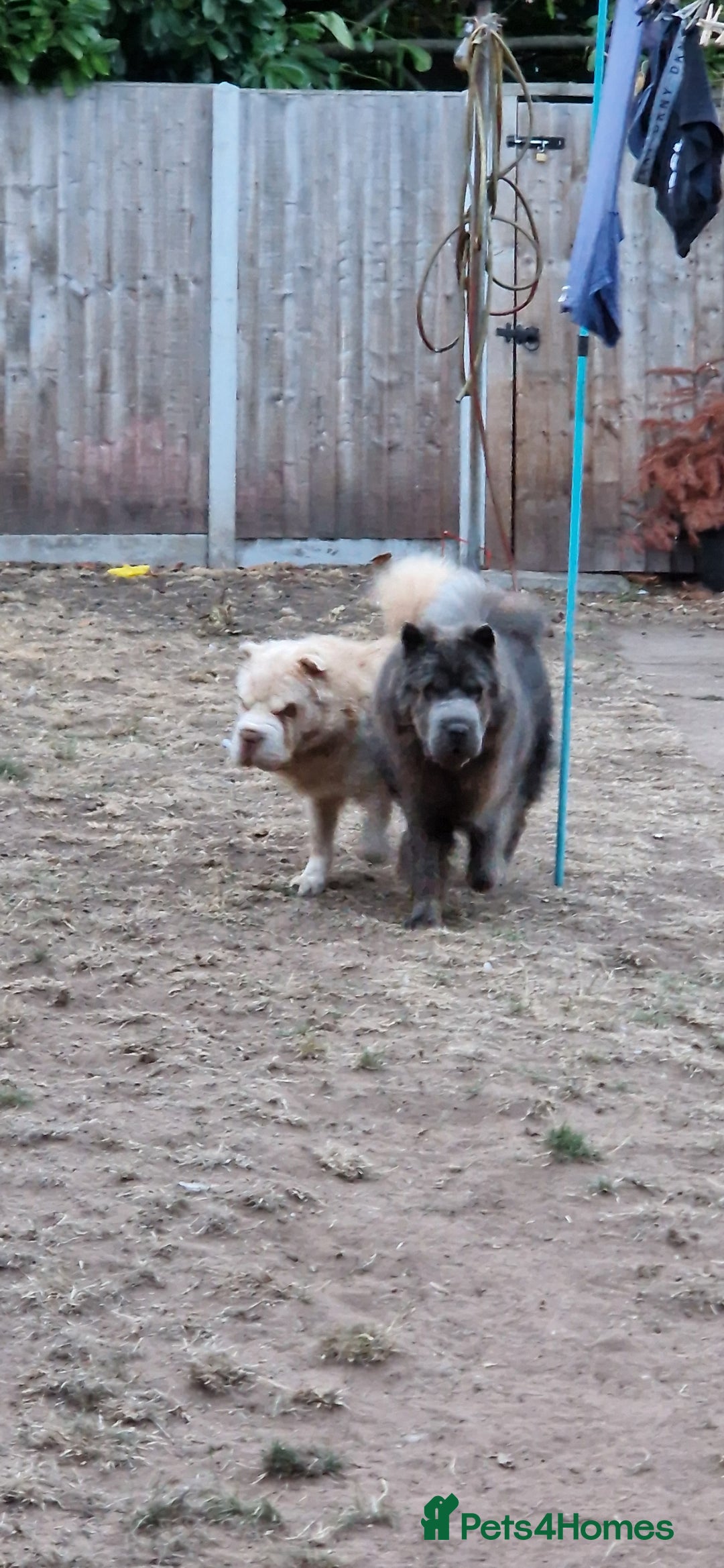 Shar Pei dogs for sale: Two Male Sharp pai dog's  - Advert 7