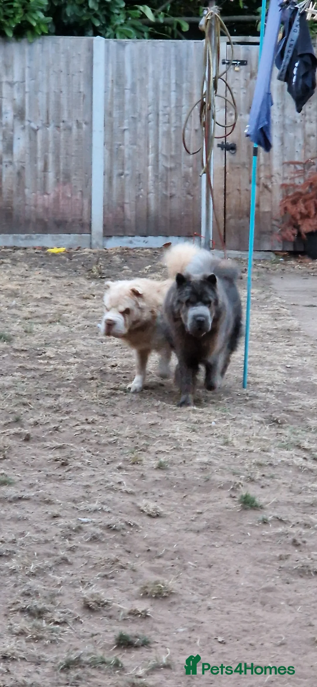 Shar Pei dogs for sale: Two Male Sharp pai dog's  - Advert 7