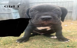 Cane Corso dogs for sale: 7 cane corso pups sliver and black  - Image 8
