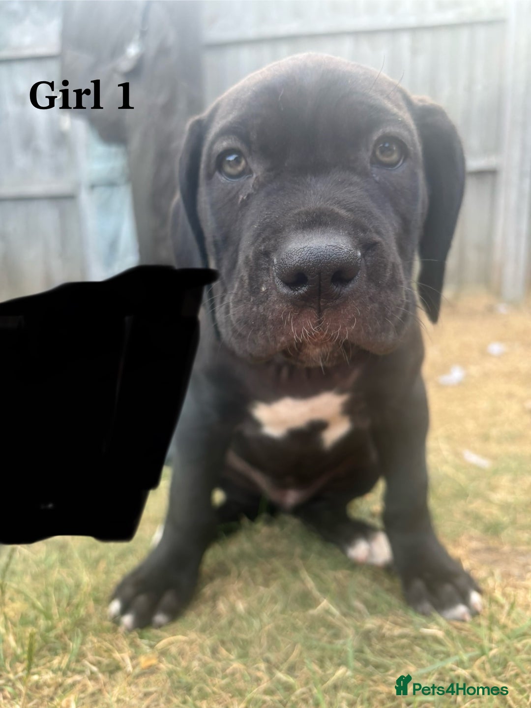 Cane Corso dogs for sale: 7 cane corso pups sliver and black  - Image 8