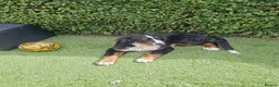 Bernese Mountain Dog dogs for sale: Bernese Mountain Dog - Ready for Forever Home - Advert 6