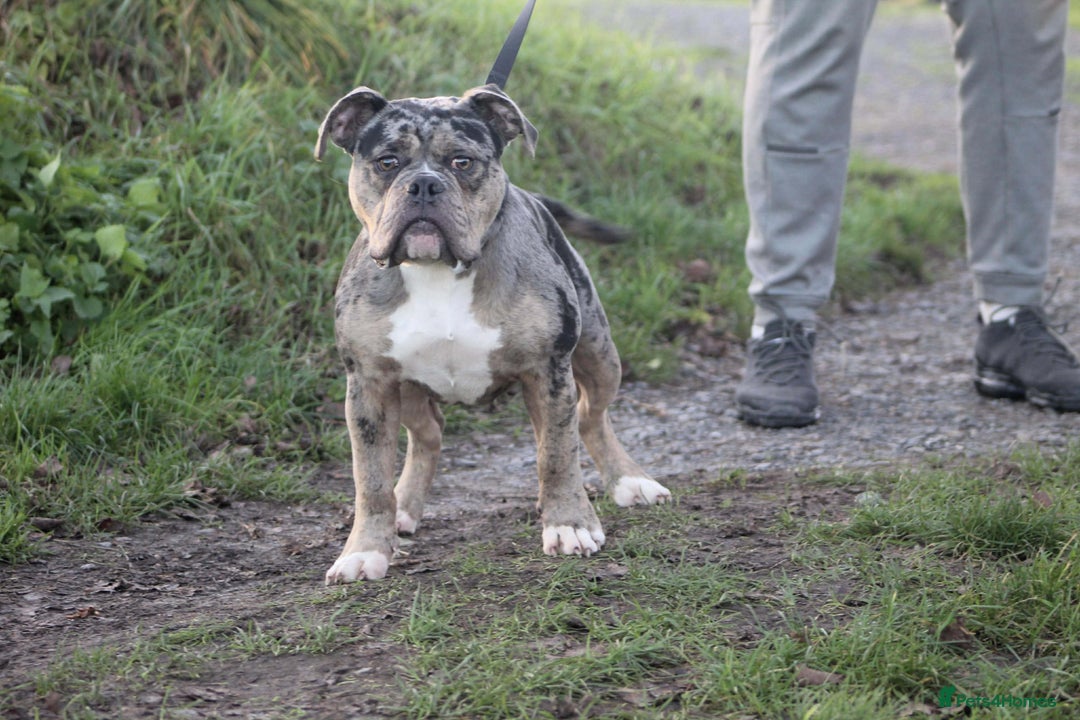 Olde English Bulldogge dogs for sale: Olde English Bulldogge for sale - Advert 2