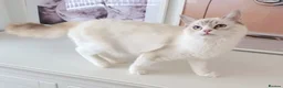 Ragdoll cats for sale: GCCF ACTIVE (FOR BREEDING) SEAL BICOLOUR FEMALE - Advert 19