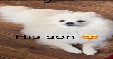 Pomeranian dogs - Advert 7