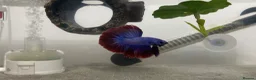 Bettas fish for sale: Half-Moon Betta Fish in Bolton - Advert 3