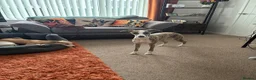 Whippet dogs for sale: Whippet bitch 7 months old  - Advert 3