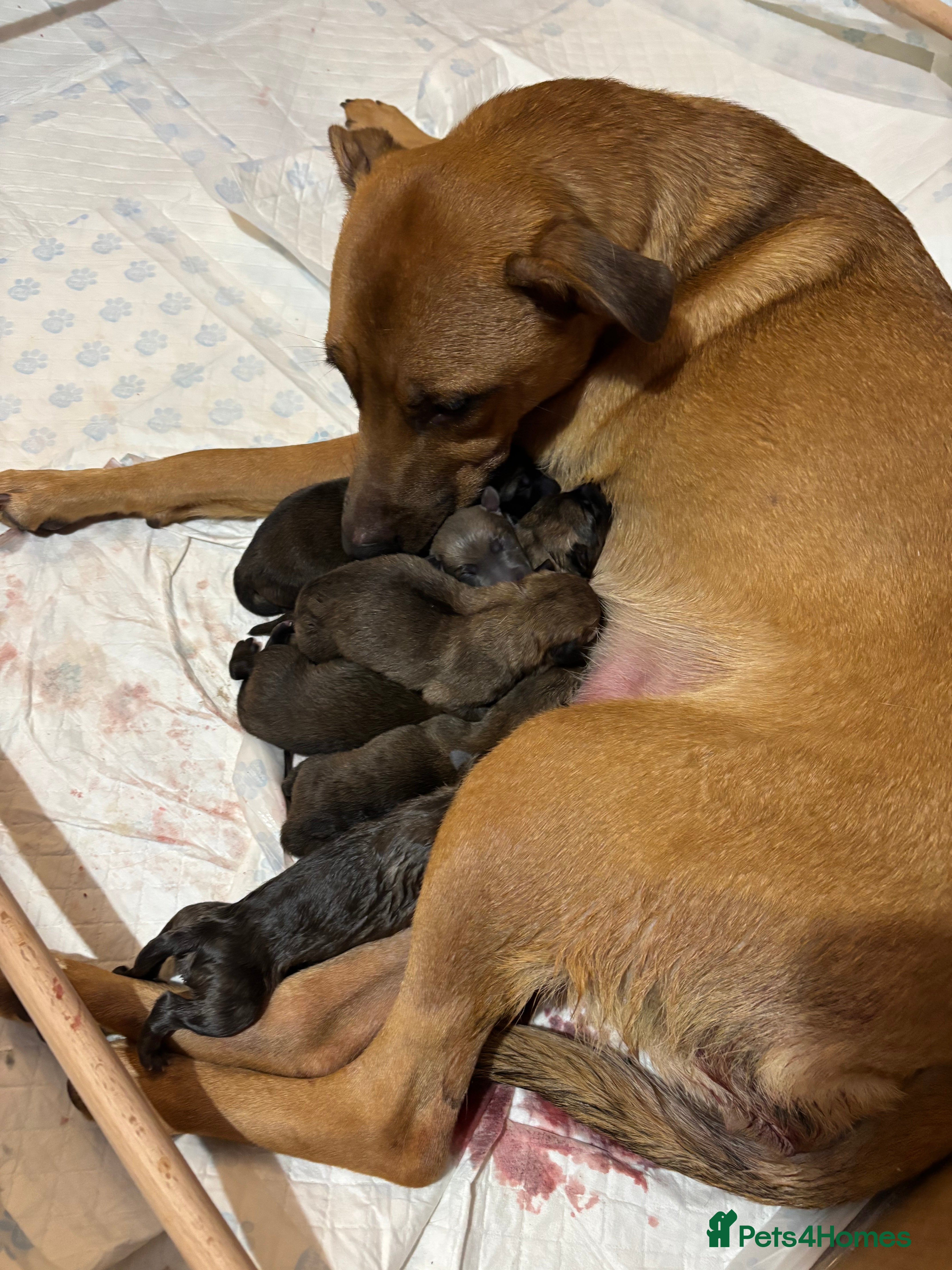 Belgian Shepherd Dog dogs Belgian Malinois cross puppies for sale.  - Advert 8