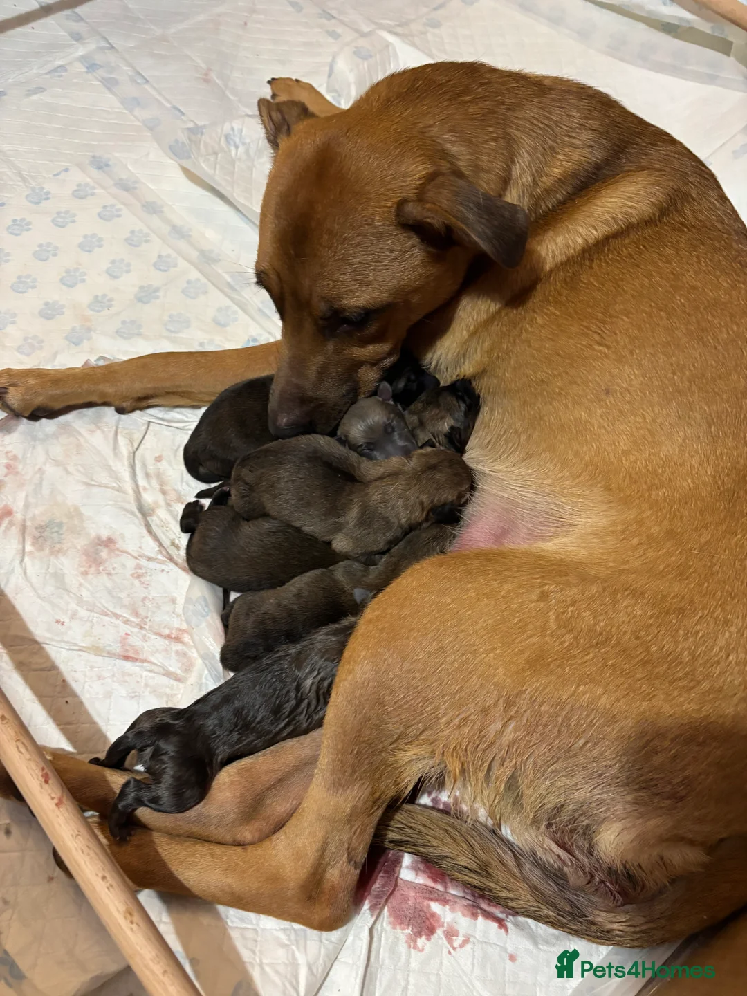 Belgian Shepherd Dog dogs for sale: Belgian Malinois cross puppies for sale.  - Advert 1