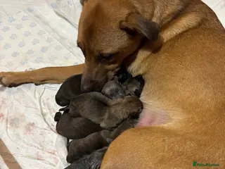 Belgian Shepherd Dog dogs Belgian Malinois cross puppies for sale. - Advert 8