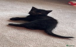British Shorthair cats for sale: British Blue x kittens - Image 11