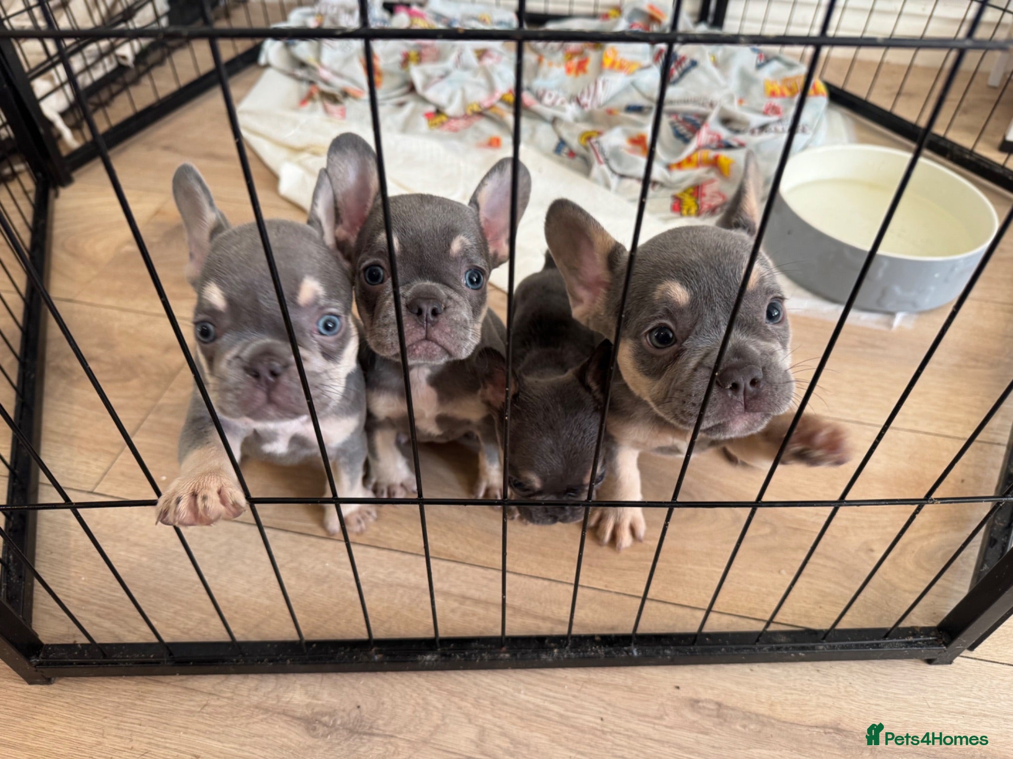 French Bulldog dogs Lilac and tan French bulldogs 2x boy 2x girl  - Advert 1