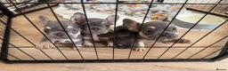 French Bulldog dogs for sale: Lilac and tan French bulldogs 2x boy 2x girl  in Tarporley - Advert 1
